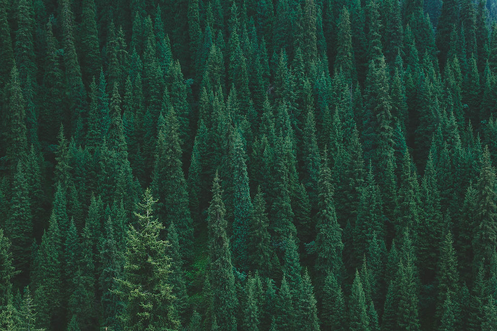 darya-jum-uEtgnJFwujA-unsplash.jpeg