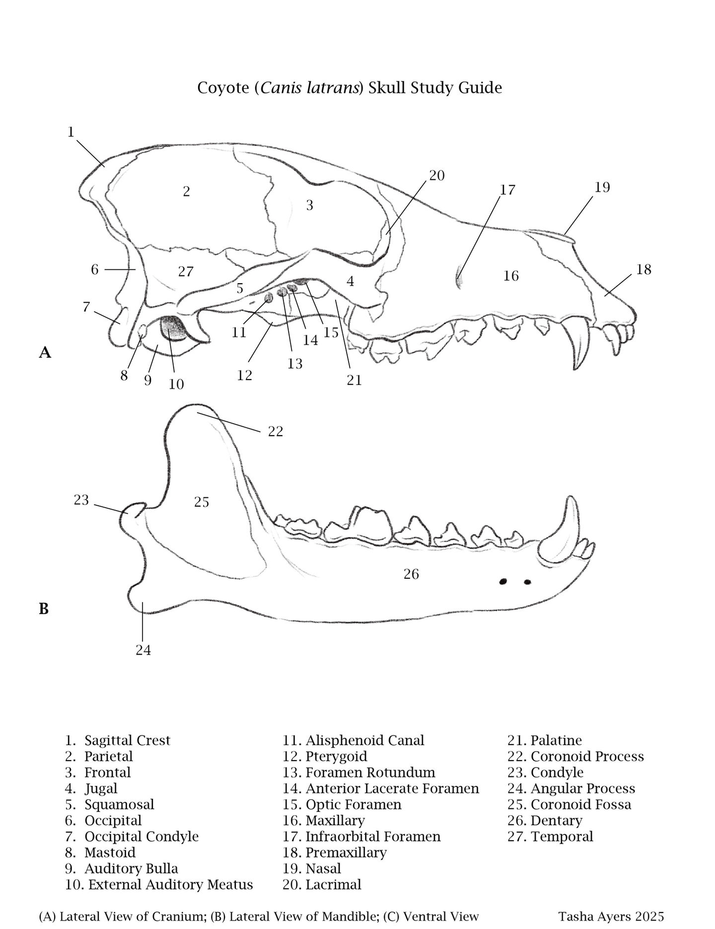 Coyote Skull Study Guide