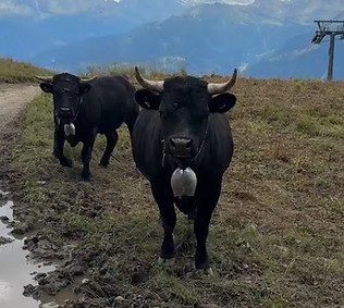 vache anzere