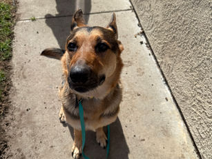 Millie | German Shepherd | Newport Beach, CA | In Training