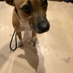 Rebel | Chihuahua Mix | Glendale, CA | In Training