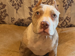 Bleu | Bully | Long Beach, CA | In Training