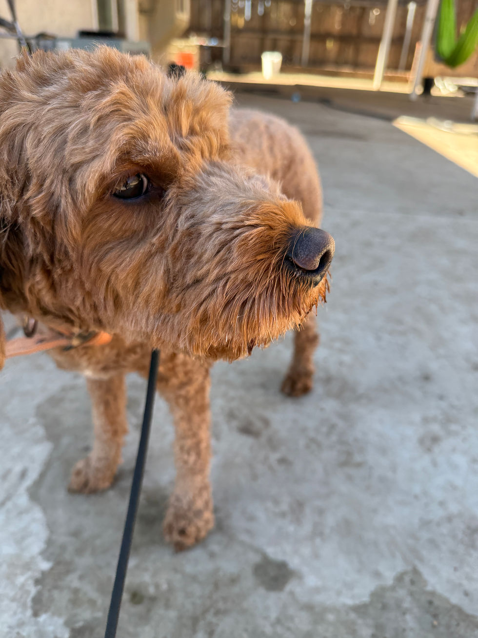 Dodger | Goldendoodle | North Hollywood, CA | In Training