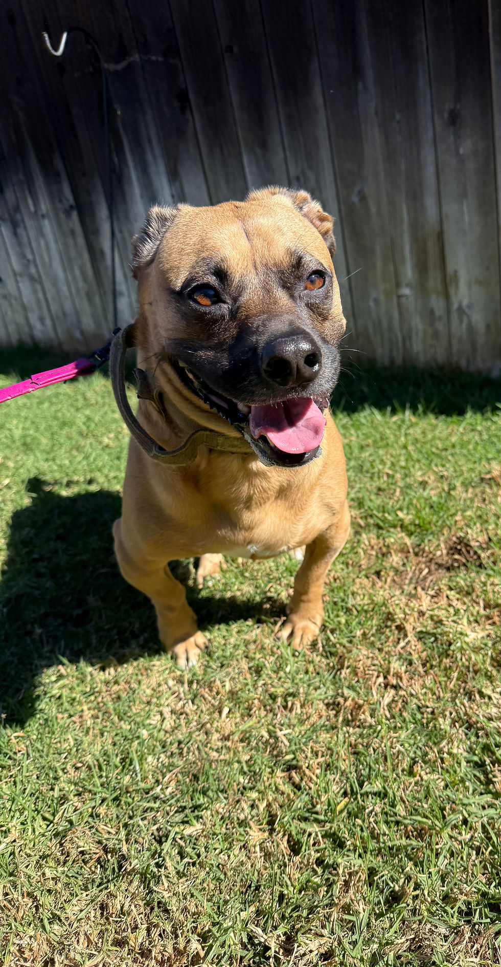 Roxy | Bully Mix | Studio City, CA | In Training