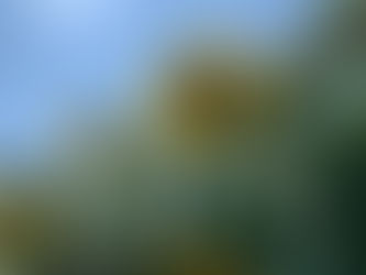 教えていただいて行ってきたひまわり畑