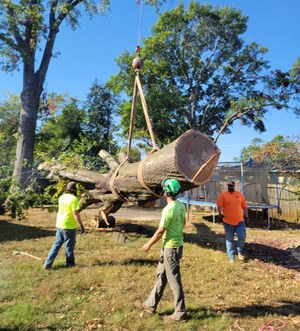 Tree removal by crane in Bella Vista Arkansas