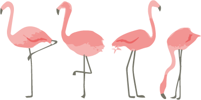 Flamands roses