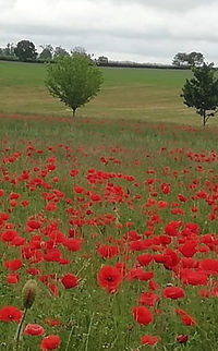 Champ de coquelicots