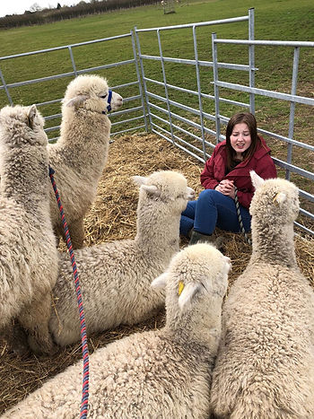 Caring for Alpacas - Social Herd Animals