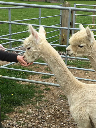 Alpaca -To spit or not to spit, that is the question