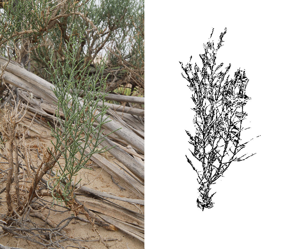 Shrub pre- and post-extraction using C scipt