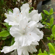 IMG_9935.jpeg