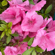 IMG_9937.jpeg