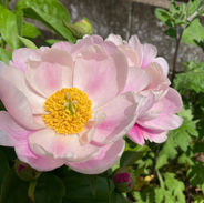 IMG_0646.jpeg