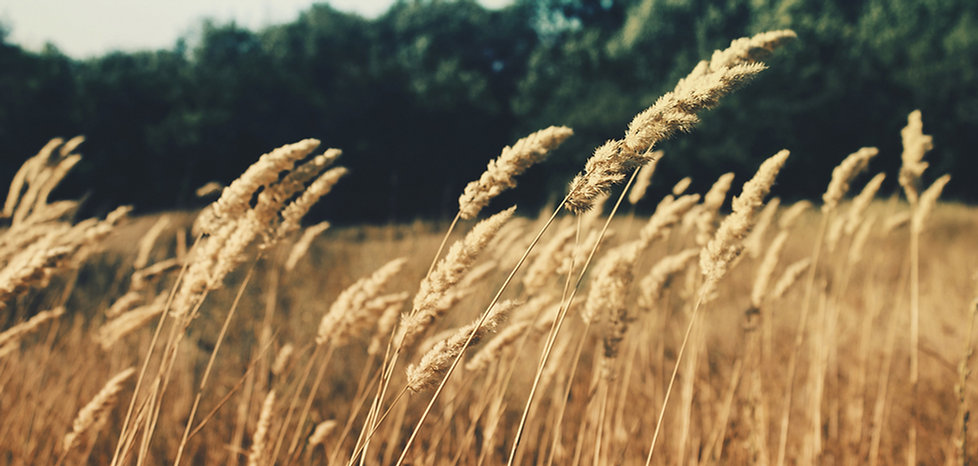 Wheat Field