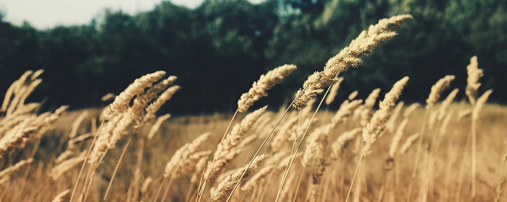 Wheat Field