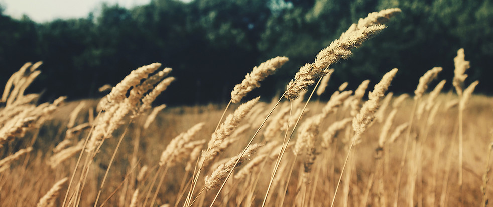 Wheat Field
