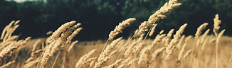 Wheat Field