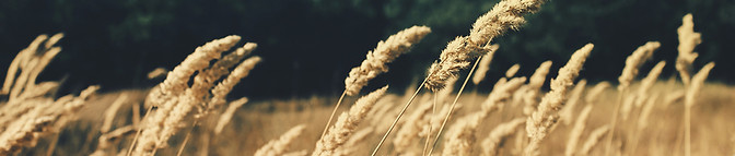 Wheat Field
