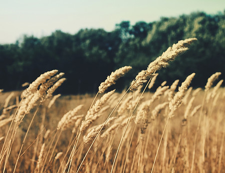 Wheat Field