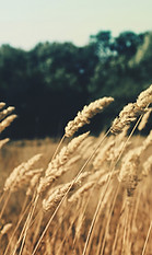 Gandum menguning di bawah langit senja cerah