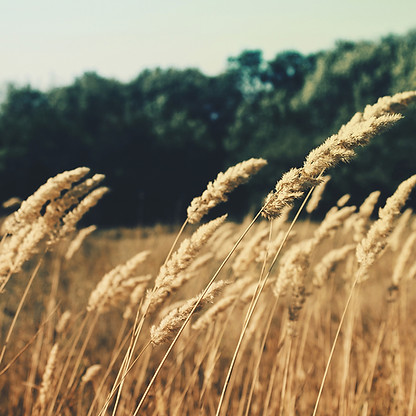 Wheat Field