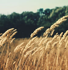 Wheat Field
