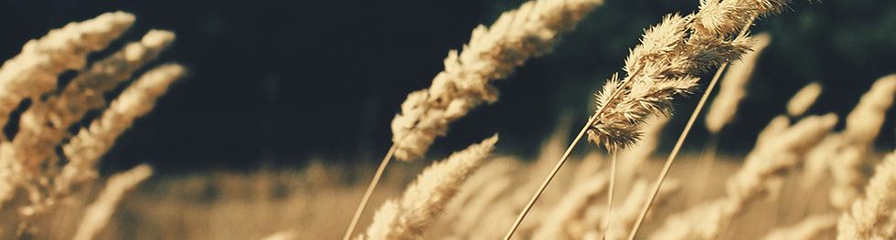 Wheat Field