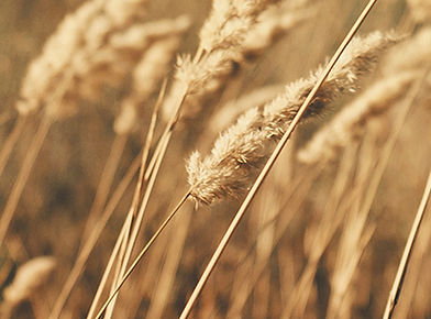 Wheat Field