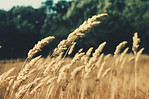 Wheat Field