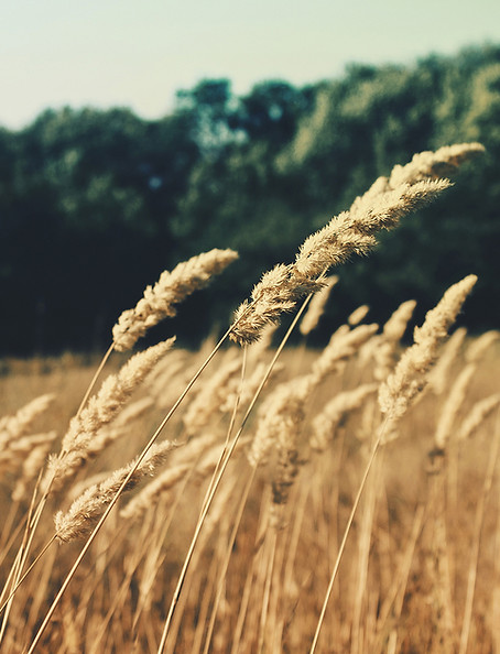 Wheat Field