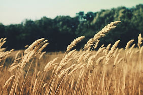 Wheat Field