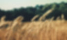 Wheat Field