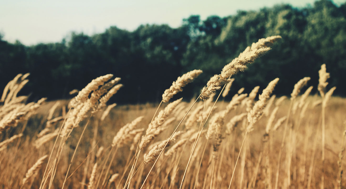 Champs de blé cachant probablement des jeunes faons à sauver.
