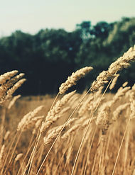Wheat Field
