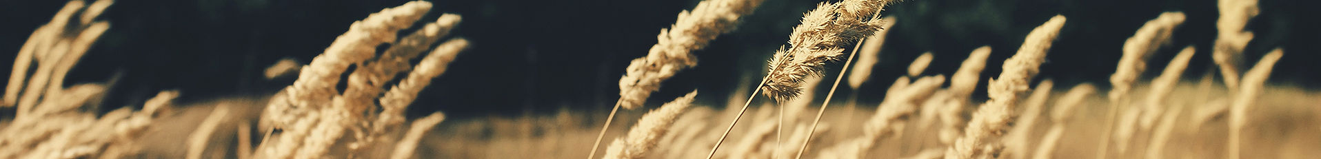 Wheat Field