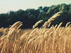 Agricultural