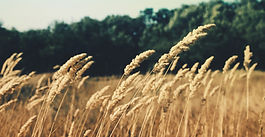 AGRICISTRADE Project Launches to Uncover Agricultural and Biomass Trade Potential in CIS Countries