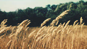 בצרה- בני ציון