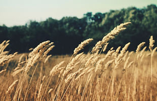 Wheat Field