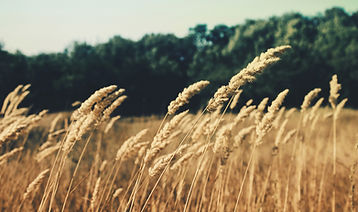 Wheat Field