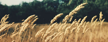 Wheat Field