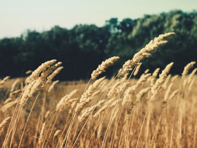 Genetically modified foods