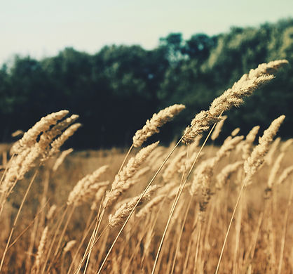 Wheat Field