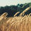 Thumbnail: Socotur Grass/Wheat Hay
