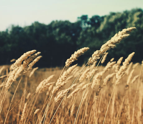 Wheat Field