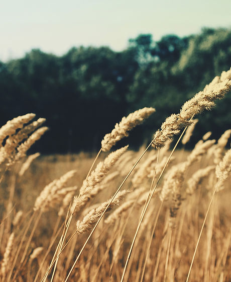 Wheat Field