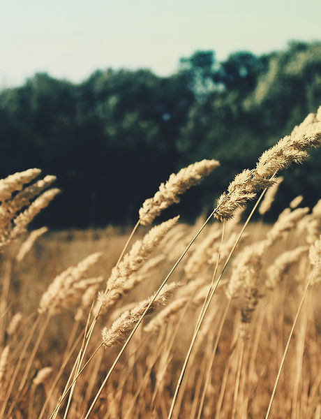 Wheat Field