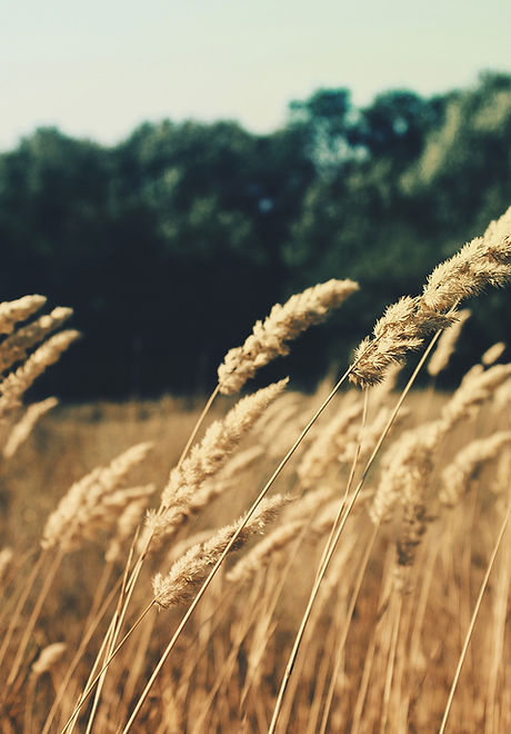 Wheat Field