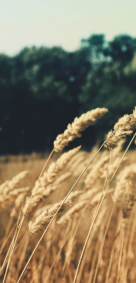 Wheat Field